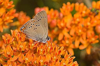 前《星际争霸2》开发者新作《Battle Aces》将于下周开启测试